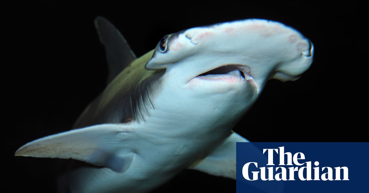 Sharks fleeing toxic red tide take refuge in Florida canal
