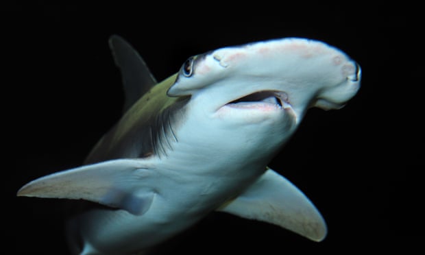 Bonnethead sharks were among the species seen in the Florida canal.