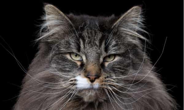 Can You Solve It Are You Smarter Than A Cat Science The Guardian