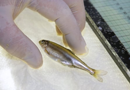 close up of a gloved hand near a small fish