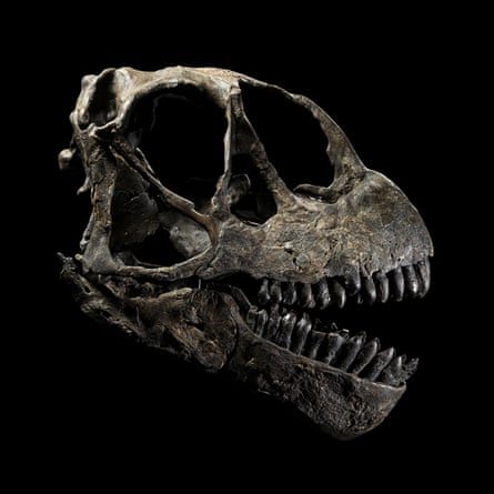 Photograph of a Camarasaurus supremus skull, 145-155 million years old
