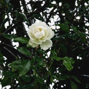 One perfect rose, Somerset, England