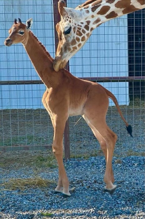 Female giraffe born with a uniform brown color at Brights Zoo in Tennessee on 31 July.