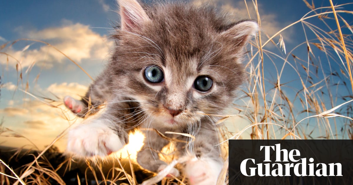 Pounce Kittens Caught Mid Leap In Pictures Life And Style The Guardian
