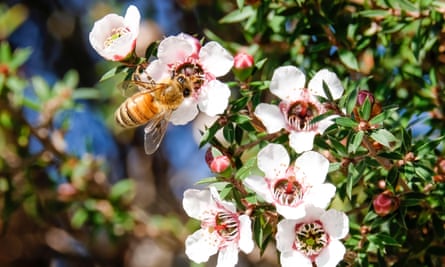 A honey bee collects pollen from manuka flowers.