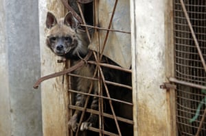 Uma hiena listrada no centro de preservação ambiental Animal Encounter, na cidade montanhosa libanesa de Aley, a sudeste da capital Beirute.