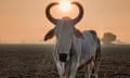 A cow with the sun blazing between its horns.