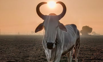A cow with the sun blazing between its horns.