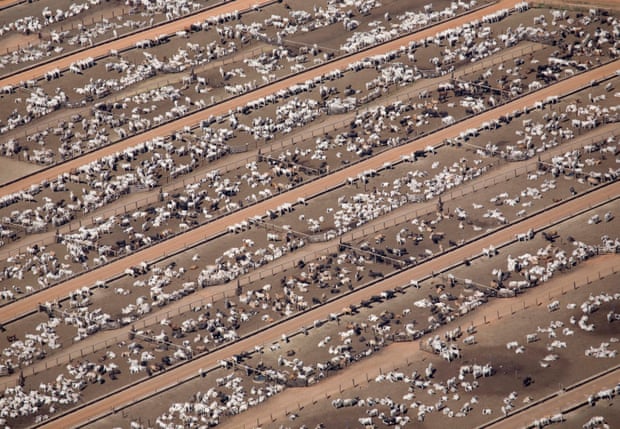 Cattle farm at Estancia Bahia, Agua Boa, Mato Grosso, Brazil