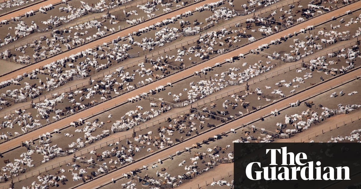 Humans just 0.01% of all life but have destroyed 83% of wild mammals – study