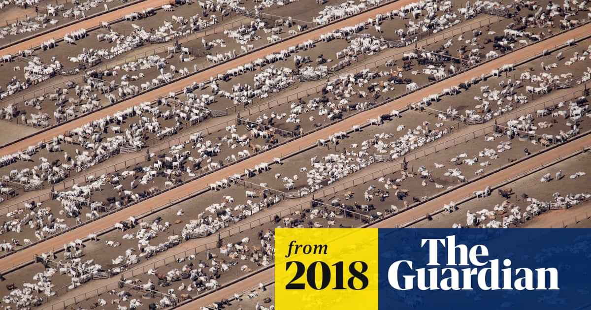 Humans just 0.01% of all life but have destroyed 83% of wild mammals – study