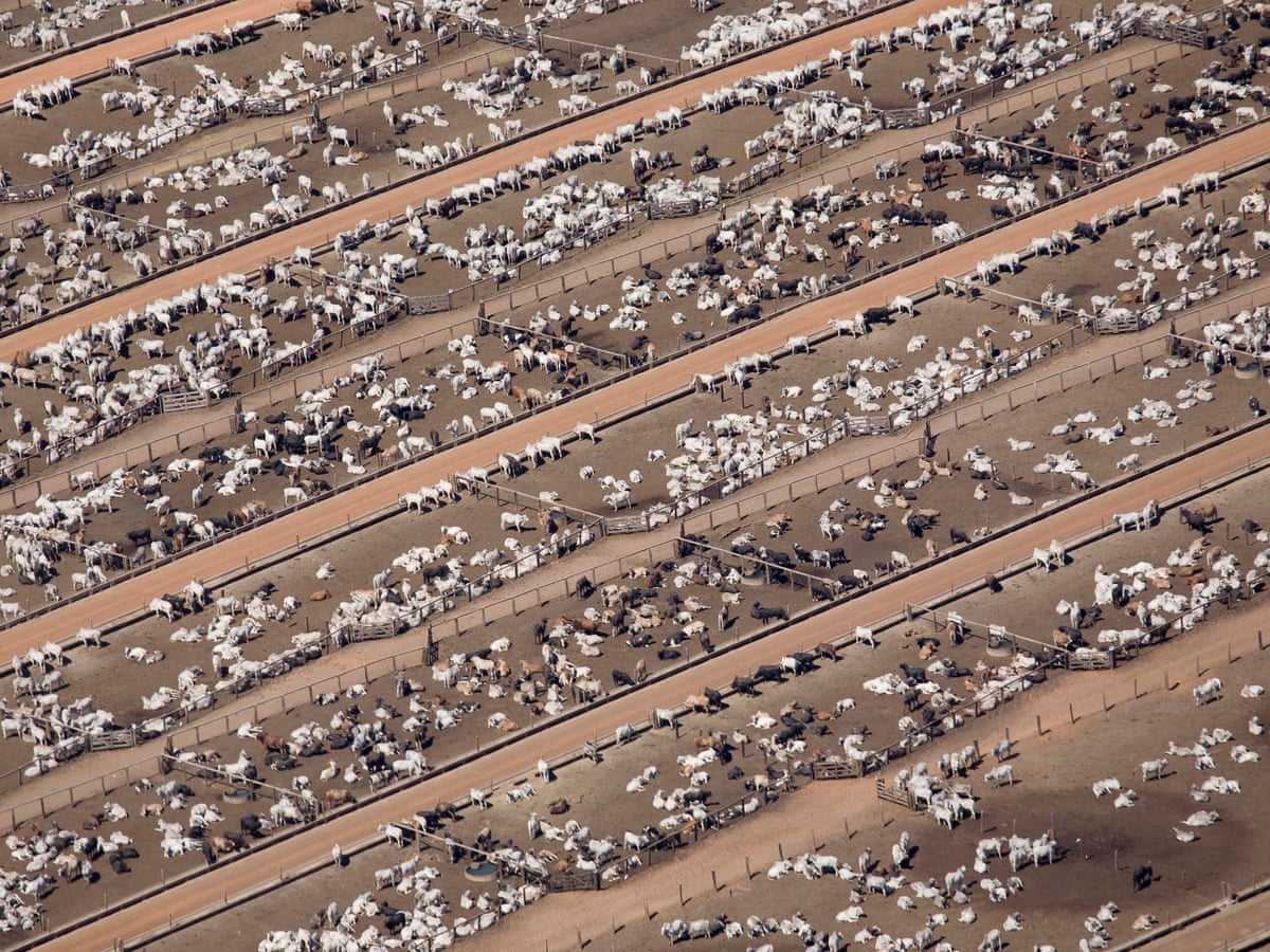 Humans Just 0 01 Of All Life But Have Destroyed Of Wild Mammals Study Environment The Guardian
