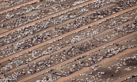 Cattle farm at Estancia Bahia, Agua Boa, Mato Grosso, Brazil