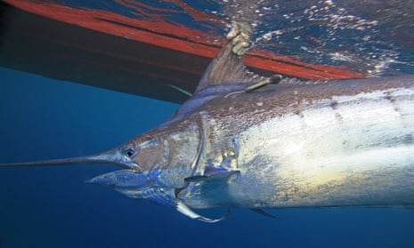 Large fish like marlin are dependent on sufficient oxygen supply. Previous studies have already shown that reduction in oxygen content is limiting their habitat .