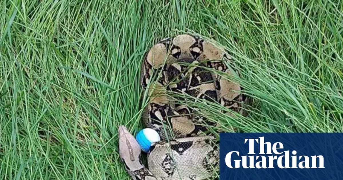 The Cost of Cruelty: How the Unregulated Exotic Pet Trade Abandoned Two Sick Boas to Die on a UK Golf Course