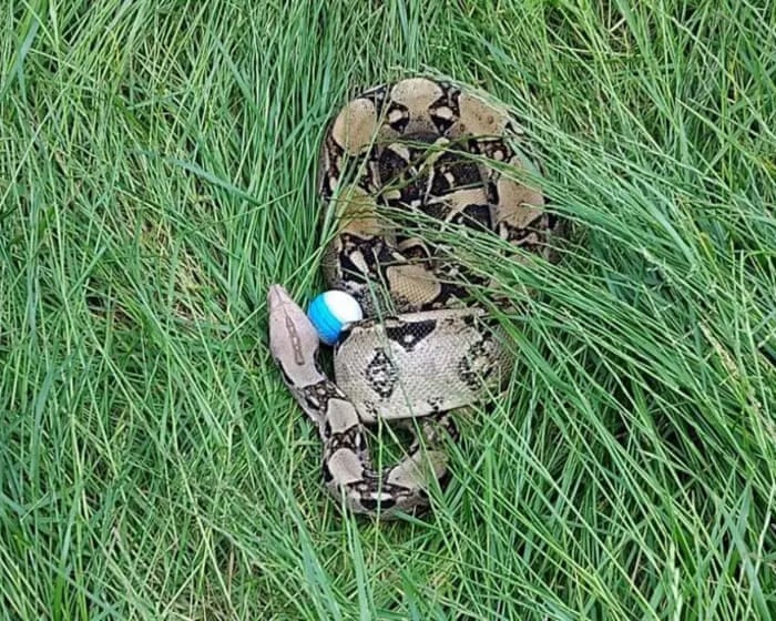 Exotic hazard: golfers confront 3-metre-long boa constrictors on UK course