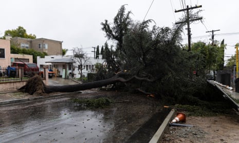 A large tree toppled by winds blocks an entire street in Los Angeles as a storm sweeps through California.