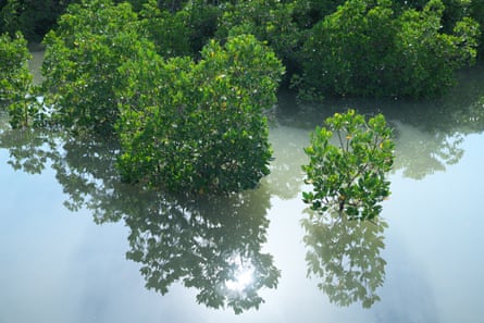 Shimajiri Mangrove forest on Miyako island, Japan, home to green status Kandelia obovata mangrove trees