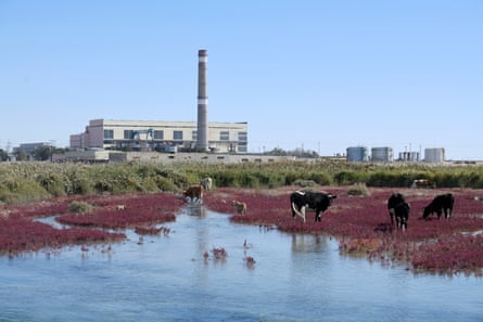 A power station near the shore with cows grazing in the marsh