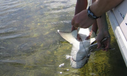 Sub-adult lemon shark held in tonic immobility for hook removal.