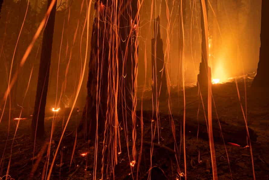 The Windy fire blazes through the Long Meadow Grove in Sequoia national park.