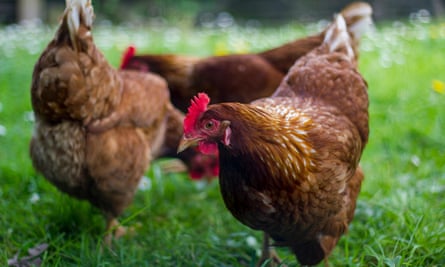 Chickens