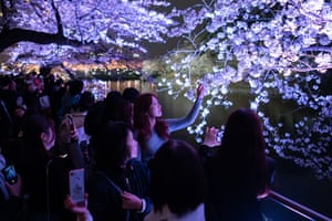 Tokyo, JapanPeople look at illuminated cherry trees in bloom at Chidorigafuchi Moat at night. Japan’s Meteorological Agency confirmed yesterday that the flowers on a sample Someiyoshino cherry tree in the Yasukuni Shrine were in full bloom 13 days later than average