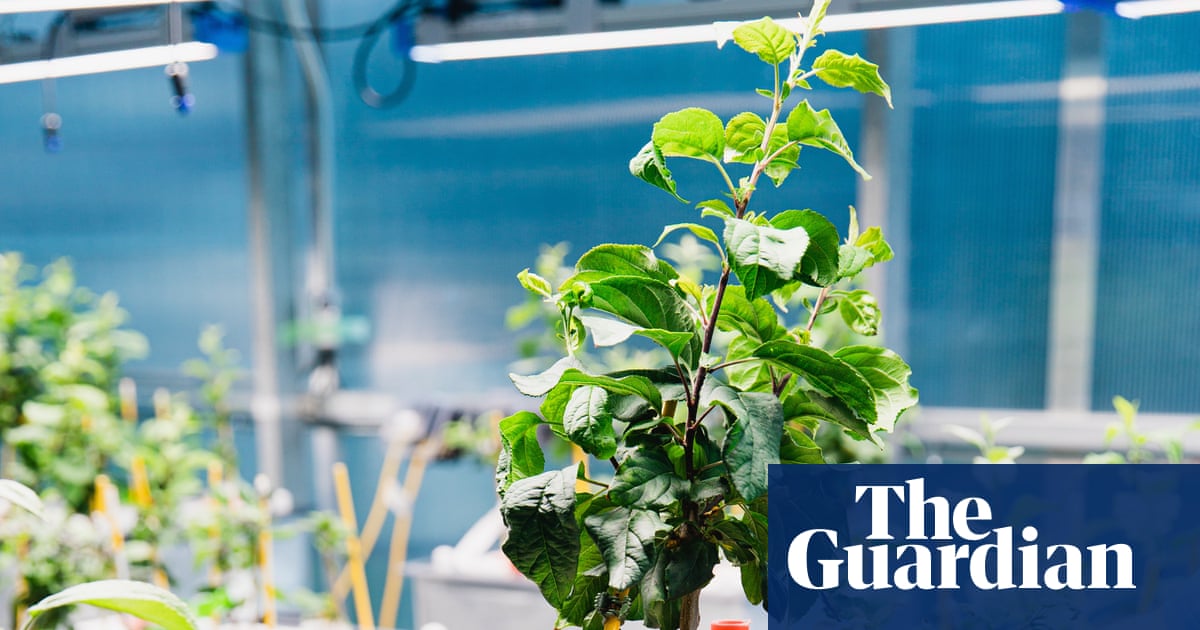Roots of resilience: the experts working to bolster apples against the climate crisis