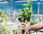 EnviroWireDaily — Roots of resilience: the experts working to bolster apples against the climate crisis