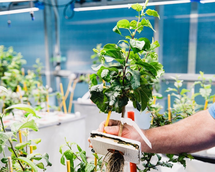 Roots of resilience: the experts working to bolster apples against the climate crisis