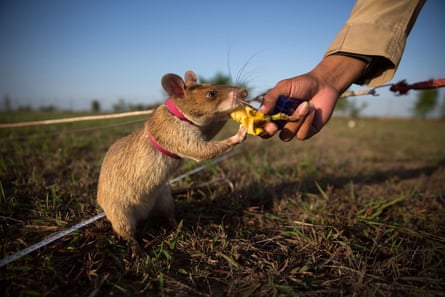 Another fruitful endeavour … one of Apopo’s rats gets a tasty reward for identifying a mine in Cambodia.