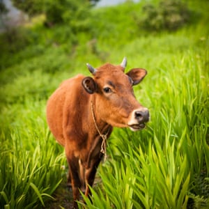 A cow grazing on a mountainside in the Himalayas, India.