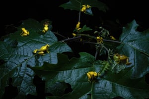 A gathering of brightly coloured tree frogs on large leaves at night