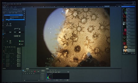 Living coral is shown under a microscope at the Hawaii Institute of Marine Biology on Coconut Island, Hawaii