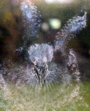 'The perfectly defined bird-shaped grease mark left on the glass' by a sparrowhawk.