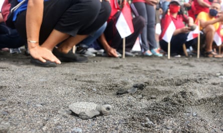 A baby turtle is released at a beach in Gianyar, Bali, Indonesia.