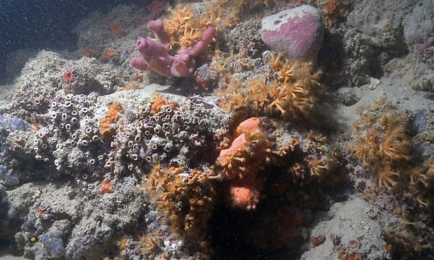 The Mediterranean mesophotic coral reef found off the coast of Italy.