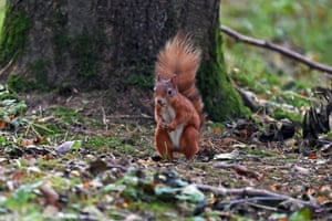 Um esquilo vermelho forrageia na floresta