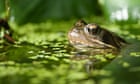 Britain embraces pond life as aquatic garden plant sales boom