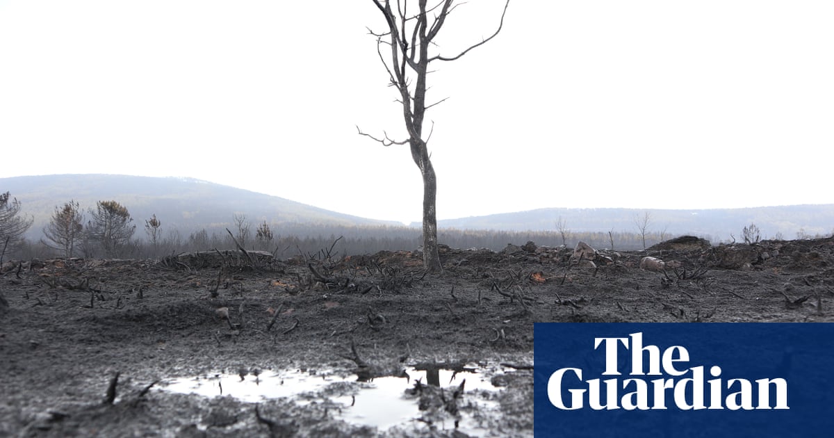 Fears for wolf population after ‘catastrophic’ wildfire in Spain