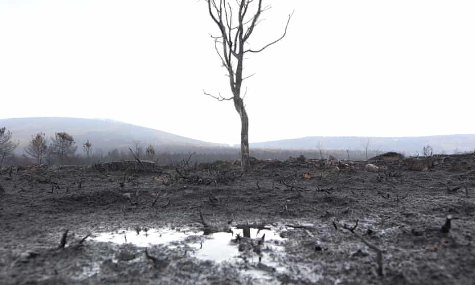 The aftermath of the Sierra de la Culebra wildfire, one of Spain’s largest in several decades