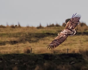 Uma águia de cauda branca, uma das maiores e mais raras aves da Grã-Bretanha, que desapareceu do Reino Unido no início do século 20, foi vista na Cornualha. O avistamento dá aos conservacionistas do Cornwall Wildlife Trust a esperança de que a espécie possa se reproduzir na Cornualha nos próximos 20 anos. O jovem é um dos seis lançados na Ilha de Wight como parte de um programa de reintrodução executado pela Roy Dennis Wildlife Foundation e Forestry England
