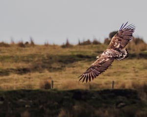 A white-tailed eagle, one of Britain’s largest and rarest birds, which disappeared from the UK during the early 20th century, has been spotted in Cornwall. The sighting gives conservationists from Cornwall Wildlife Trust hope that the species could breed in Cornwall within the next 20 years. The juvenile is one of six released on the Isle of Wight as part of a reintroduction programme run by the Roy Dennis Wildlife Foundation and Forestry England