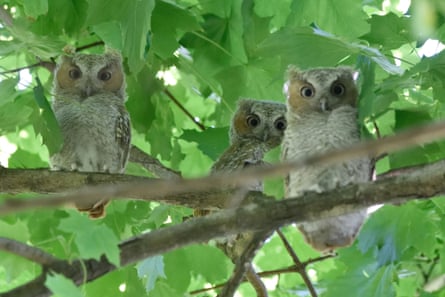 Three young owls on a tree branch