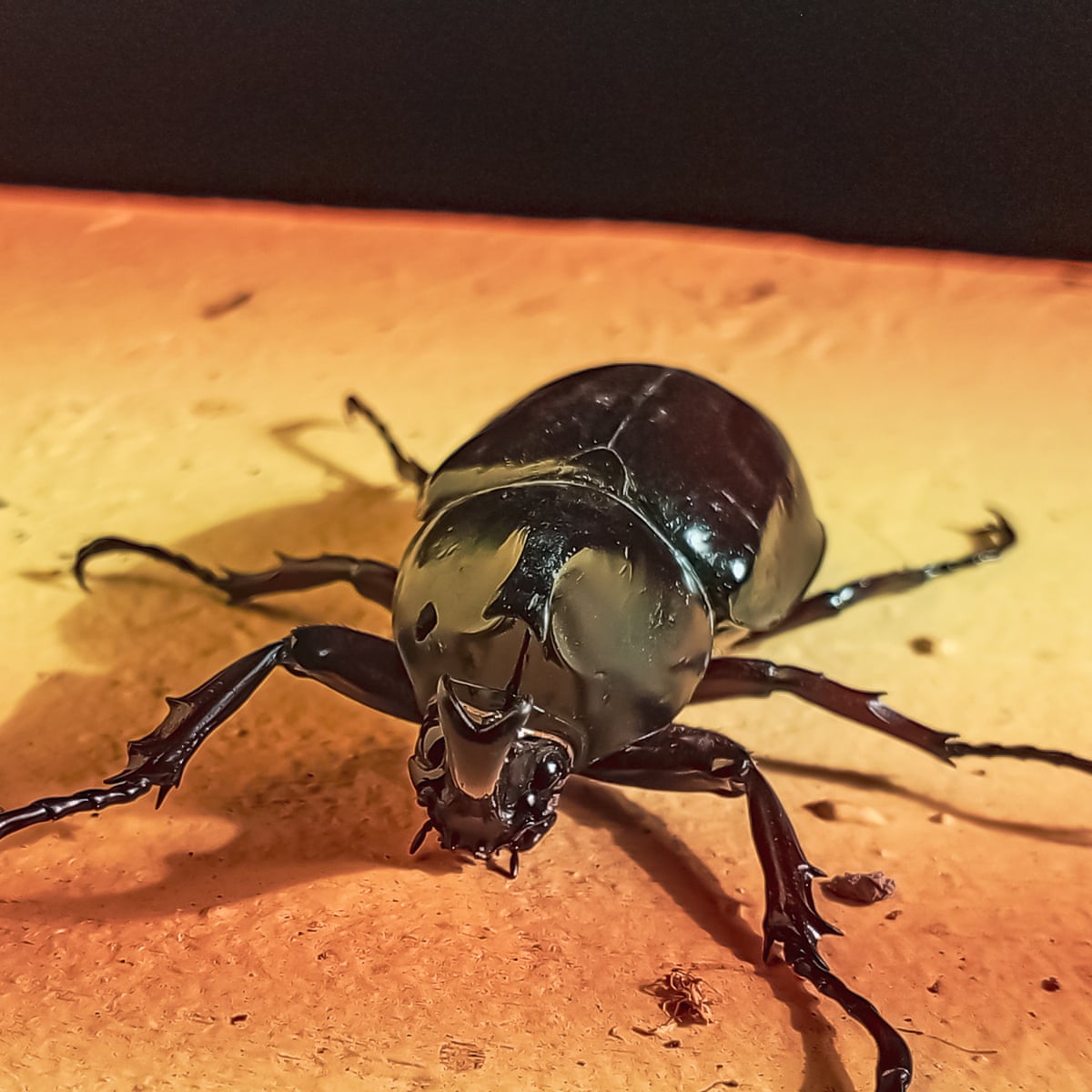 cigarette beetle hawaii Drugstore Beetle, Giant Beetle Threatens Palm Trees