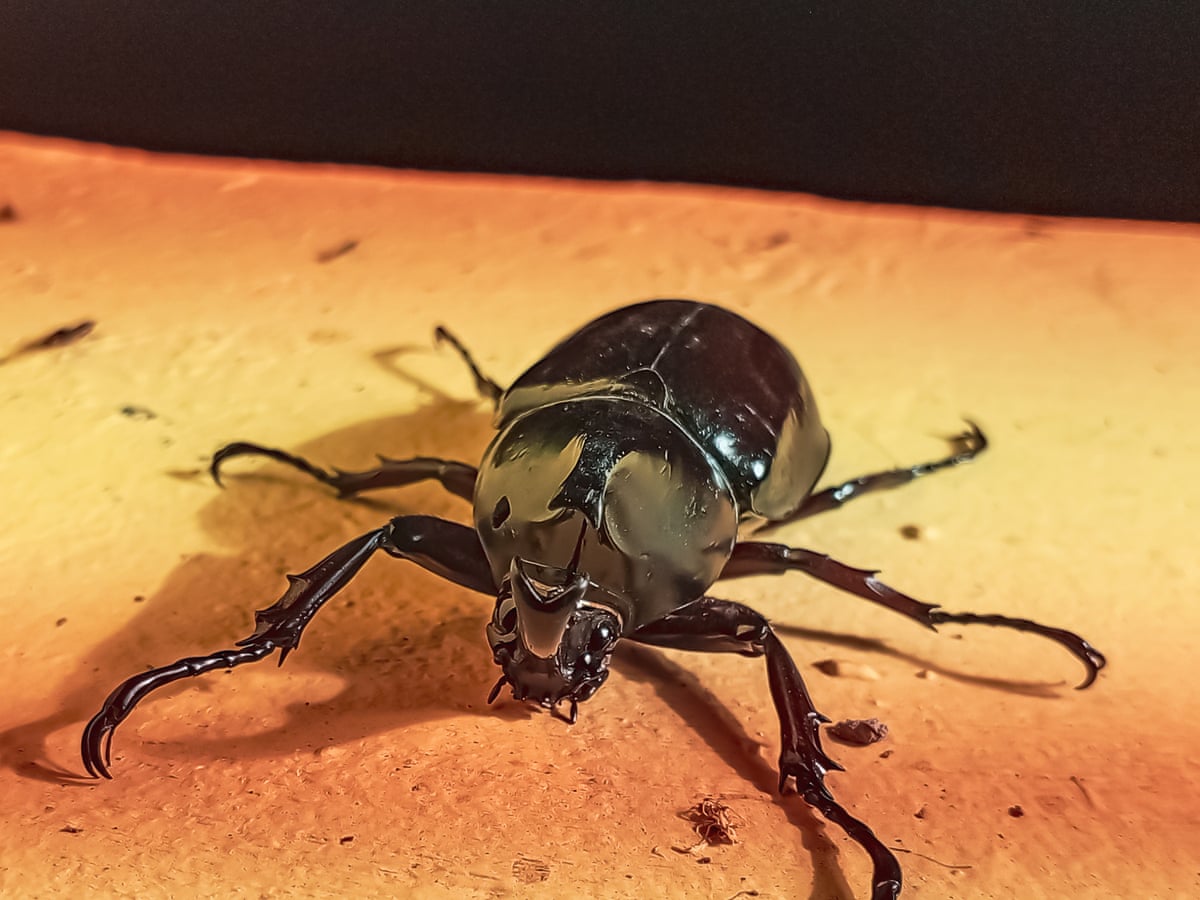 Hawaii sets rules to stop spread of tree-killing coconut rhinoceros beetles | Hawaii