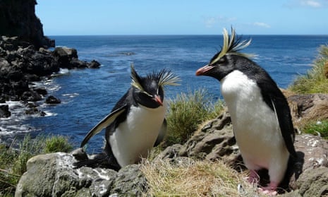 Rockhopper penguins on Tristan da Cunha