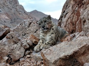Um leopardo-das-neves camuflado é difícil de avistar no Condado de Gerze, na China. Conhecido como o rei das montanhas nevadas, o leopardo-das-neves está sob proteção nacional de primeira classe na China e é listado como vulnerável pela União Internacional para a Conservação da Natureza.