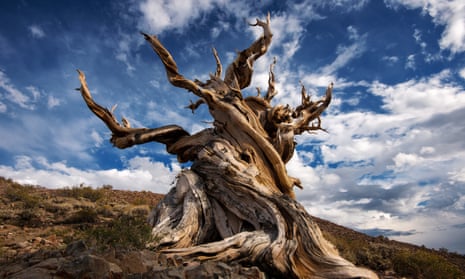 The Methuselah tree in California is pushing the limits of longevity.