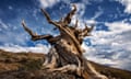 A bristlecone pine tree, one of the oldest living organisms on Earth.